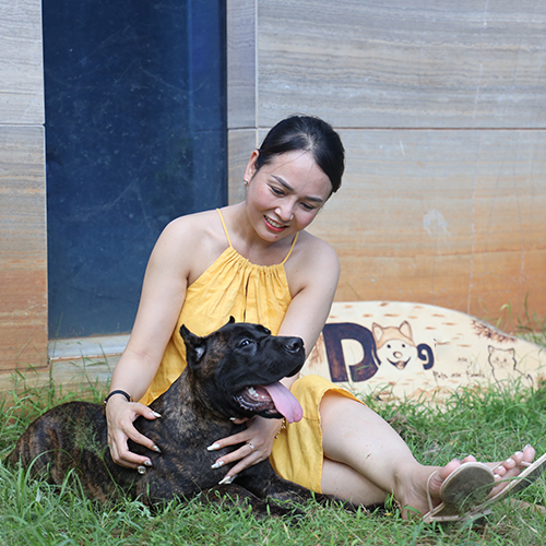 Chó Ngao Ý (Cane Corso) vện đực nằm cạnh khách hàng, ảnh chụp thực tế tại Chạm Pets