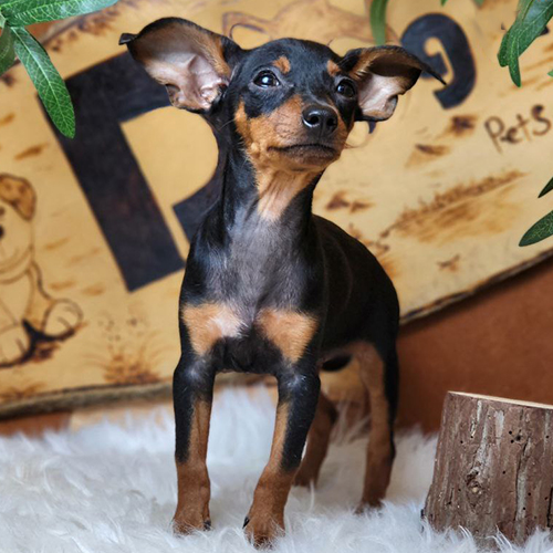 Chó Phốc hươu (Minpin) đen–vàng 3 tháng tuổi – ảnh thật bé đang sẵn tại Chạm Pets