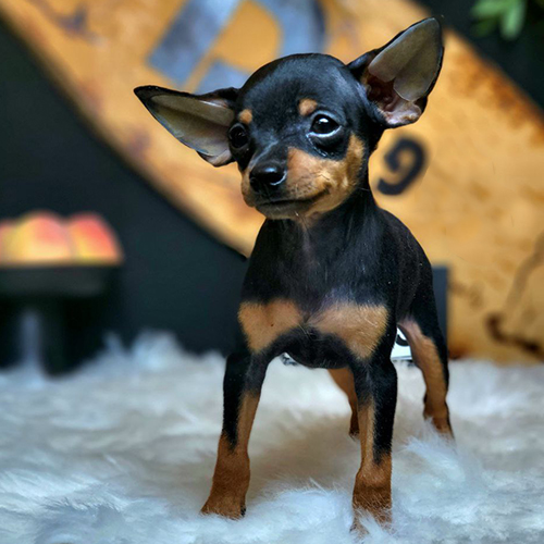 Chó Phốc hươu mini đen–vàng 2 tháng tuổi – ảnh thật bé đang sẵn tại Chạm Pets