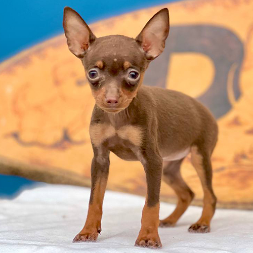 Chó Phốc hươu mini màu socola 2 tháng tuổi – dáng nhỏ gọn, ảnh thật tại Chạm Pets