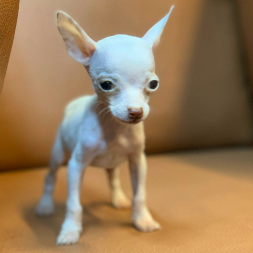 Chó Phốc hươu mini teacup trắng 2 tháng tuổi – ảnh thật bé đang sẵn tại Chạm Pets