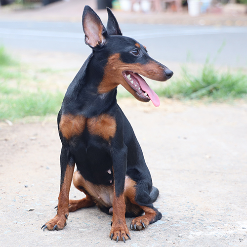 Chó Phốc hươu (Minpin) đen–vàng cái 6 tháng, giấy VKA – ảnh thật bé đang sẵn