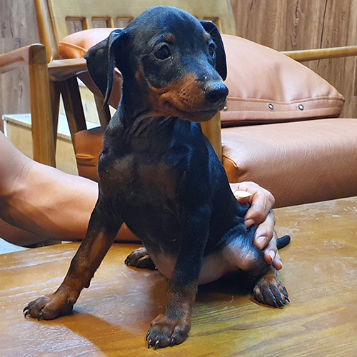 Chó Phốc hươu (Minpin) đen–vàng đực 2 tháng, giấy VKA thuần chủng – ảnh thật đang sẵn