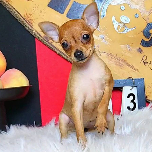 Chó Phốc hươu (Minpin) màu vàng 2 tháng tuổi – ảnh thật bé đang sẵn tại Chạm Pets