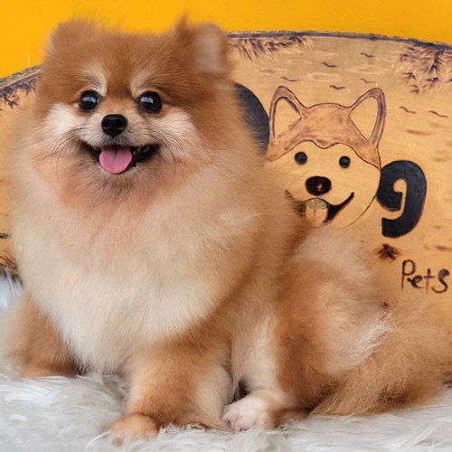 Chó Phốc Sóc vàng trưởng thành lông bông dày, mặt tròn, ngồi tạo dáng, ảnh & video thật