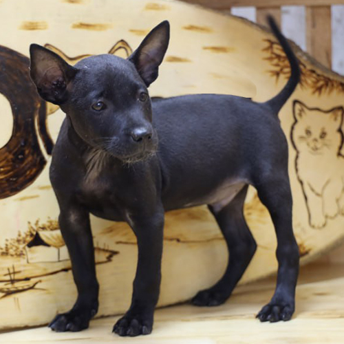 Chó Phú Quốc đen tuyền 2 tháng – ảnh thật bé đang sẵn