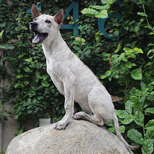 Chó Phú Quốc vện bạc trắng, lưỡi đen cái 4 tháng – ảnh thật bé đang sẵn