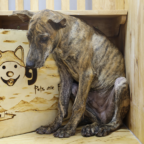 Chó Phú Quốc vện cọp (vện vàng, vện hổ) đực 4 tháng – ảnh thật bé đang sẵn