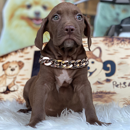 Chó Pitbull 3 tháng nâu socola yếm trắng tại Chạm Pets, ảnh thật bé đang sẵn