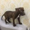 Bếu – Chó Pitbull nâu socola đực, 2 tháng