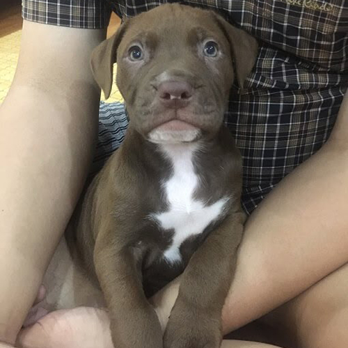 Bếu – Chó Pitbull nâu socola đực, 2 tháng - Ảnh 3