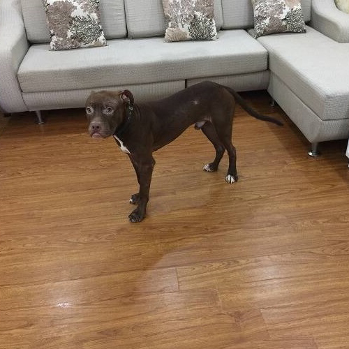 Bếu – Chó Pitbull nâu socola đực, 2 tháng - Ảnh 5