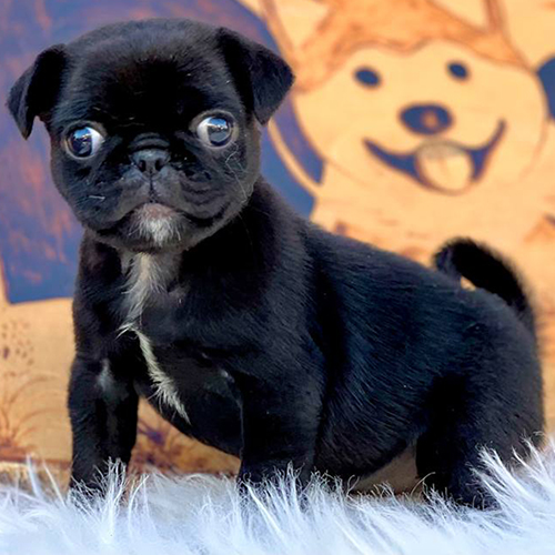 Chó Pug mặt xệ con màu đen, mắt tròn, ngồi nghiêng trong khung nền chuồng