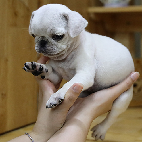 Chó Pug mặt xệ trắng 2 tháng tuổi đang sẵn, ảnh & video thật tại Chạm Pets, bé lùn chắc, mặt nhăn dễ thương, được bế cận cảnh