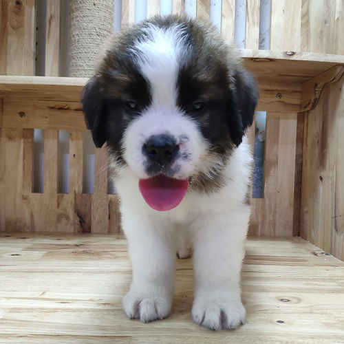 Chó Saint Bernard con 2 tháng tuổi mặt nạ đen, ảnh thật tại Chạm Pets