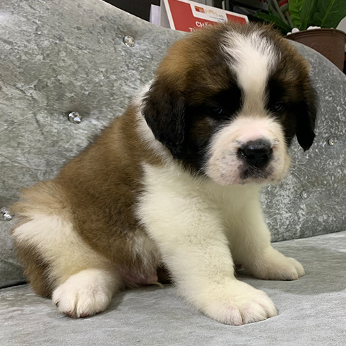 Chó Saint Bernard con 2 tháng tuổi ngồi trên ghế, mặt nạ đen, ảnh thật Chạm Pets