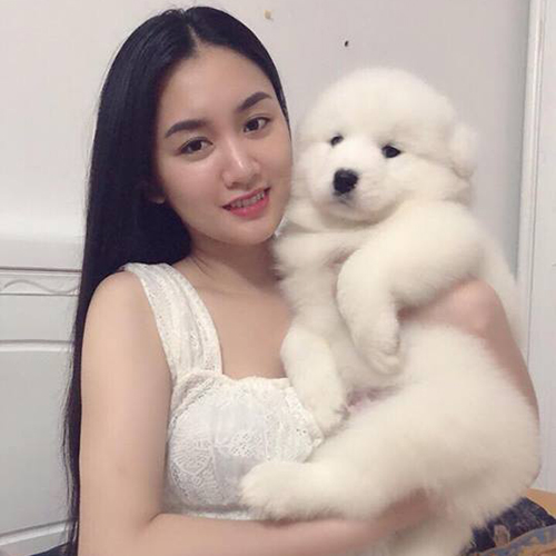 Chó Samoyed con trắng bông được bế trên tay, ảnh thật bé đang sẵn chờ về nhà mới tại Chạm Pets
