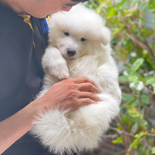 Chó Samoyed con trắng bông được bế trên tay, ảnh thật bé đang sẵn tại Chạm Pets