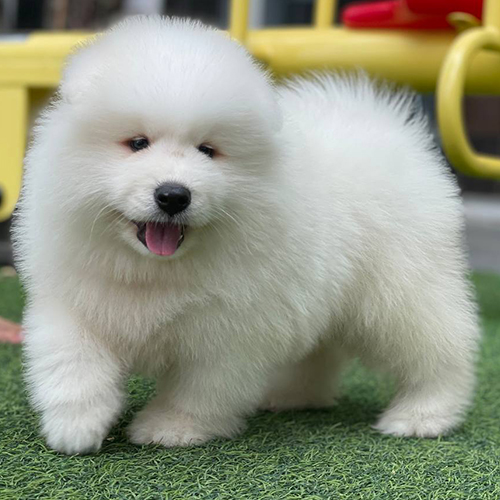 Chó Samoyed con trắng bông đi đứng vững, ảnh thật bé đang sẵn chờ về nhà mới tại Chạm Pets