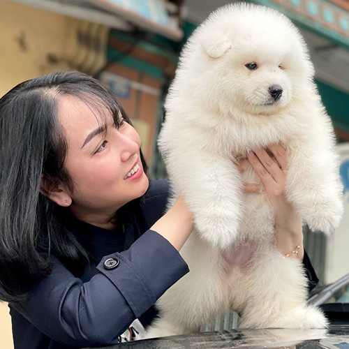 Chó Samoyed con trắng bông được nâng trên tay, ảnh thật bé đang sẵn tại Chạm Pets
