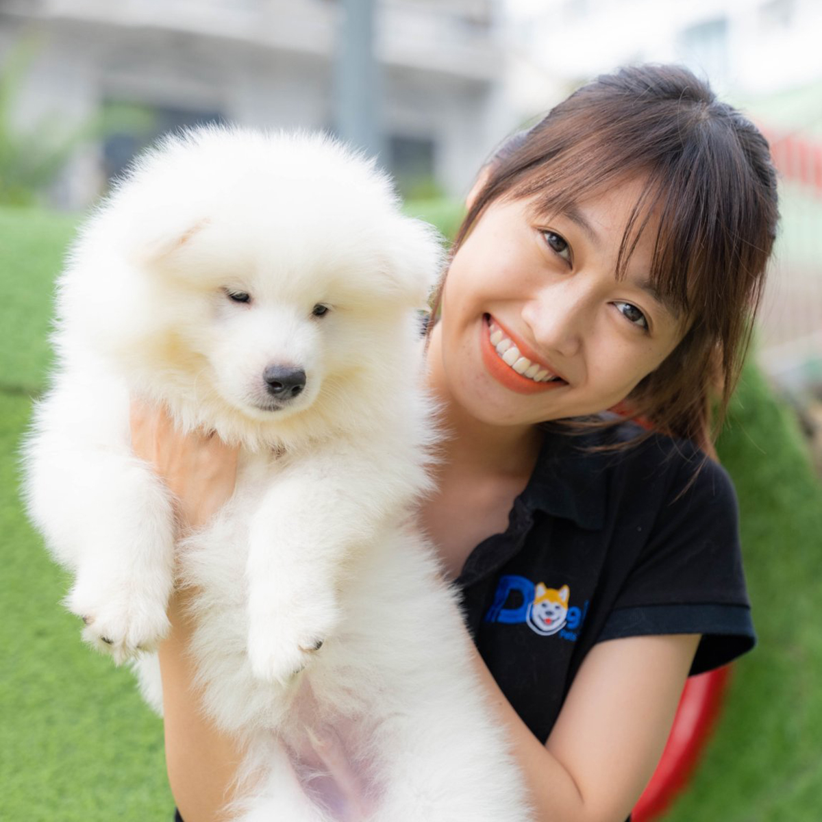 Chó Samoyed trắng 2 tháng tuổi đang sẵn, ảnh & video thật tại Chạm Pets, bé lông xù trắng bông, được bế cận mặt