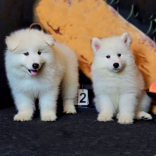 Đôi chó Samoyed con trắng bông đứng cạnh nhau, ảnh thật bé đang sẵn tại Chạm Pets