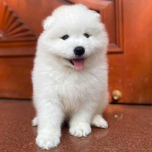Chó Samoyed con trắng bông ngồi cười, ảnh thật bé đang sẵn chờ về nhà mới tại Chạm Pets