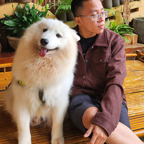 Chó Samoyed trưởng thành trắng bông ngồi cạnh chủ, nụ cười Samoyed và lông bông dày, ảnh thực tế