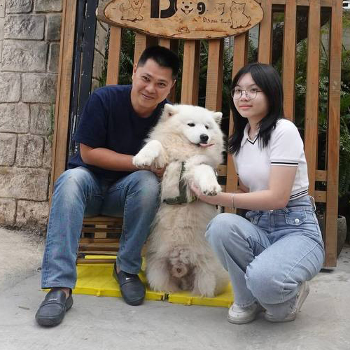 Khách chụp ảnh cùng chó Samoyed trưởng thành trắng bông tại Chạm Pets, minh họa bàn giao thực tế