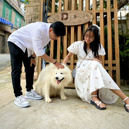 Khách tương tác với chó Samoyed trưởng thành trắng bông tại Chạm Pets, ảnh thực tế bé hiền thân thiện