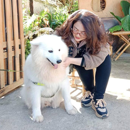 Khách chụp ảnh cùng chó Samoyed trưởng thành trắng bông tại Chạm Pets, bé cười tươi và thân thiện