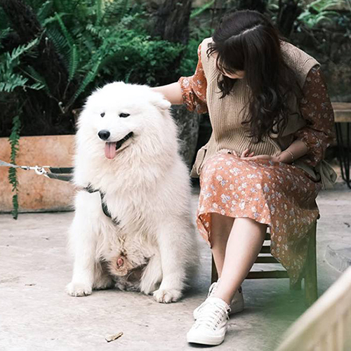 Chó Samoyed trưởng thành trắng bông ngồi cạnh chủ, ảnh thực tế bé hiền và tình cảm
