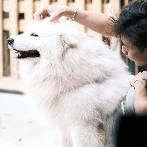 Chó Samoyed trưởng thành trắng bông được vuốt ve, ảnh cận lông dày và tính cách thân thiện