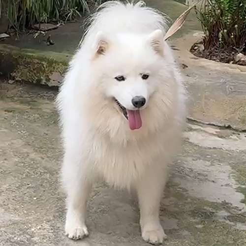 Chó Samoyed trưởng thành đực giống tại Chạm Pets, lông trắng bông và dáng đứng chắc khỏe