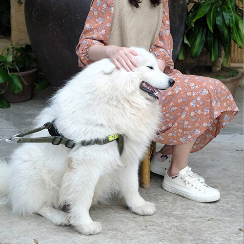 Chó Samoyed trưởng thành trắng bông ngồi ngoan cạnh chủ, được vuốt ve nhẹ nhàng, ảnh thực tế