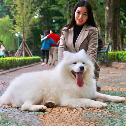 Chó Samoyed trưởng thành trắng bông nằm thư giãn cùng chủ, ảnh thực tế nụ cười Samoyed