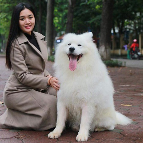 Chó Samoyed trưởng thành trắng bông ngồi cạnh chủ, nụ cười tươi và dáng ngồi hiền hòa