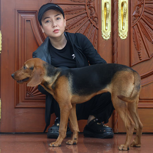 Chó săn Schiller (Schillerstövare) trưởng thành đứng dáng săn chắc, lông nâu đen, ảnh & video thật