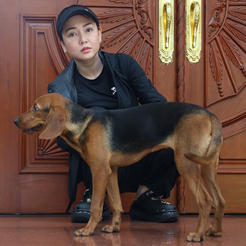 Chó Schillerstövare đứng cạnh người chăm bé, form gọn khỏe, lông vàng đỏ lưng đen tại Chạm Pets