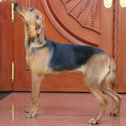 Chó Schillerstövare đứng nghiêng dáng săn bền, lông vàng đỏ lưng đen, ảnh bé đang sẵn tại Chạm Pets