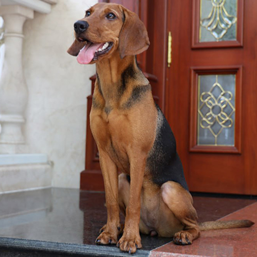 Chó Schillerstövare ngồi dáng chuẩn, màu vàng đỏ lưng đen, ảnh bé đang sẵn tại Chạm Pets