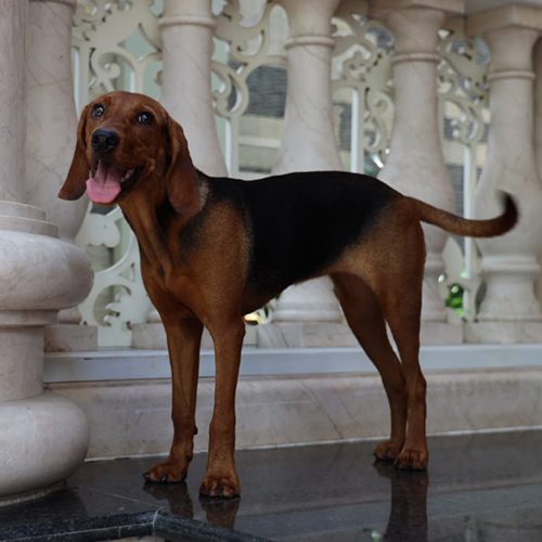 Chó Schillerstövare đứng dáng tổng thể, lông vàng đỏ lưng đen, ảnh bé đang sẵn tại Chạm Pets