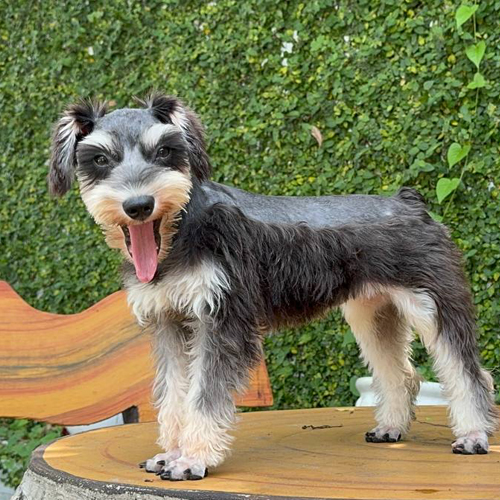 Chó Schnauzer cái 5 tháng tuổi đứng nghiêng trên bàn gỗ, lông muối tiêu, thè lưỡi tươi tắn