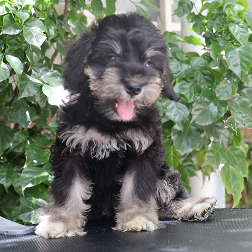 Chó Schnauzer con màu đen bạc ngồi trên bàn, thè lưỡi, nền lá xanh phía sau