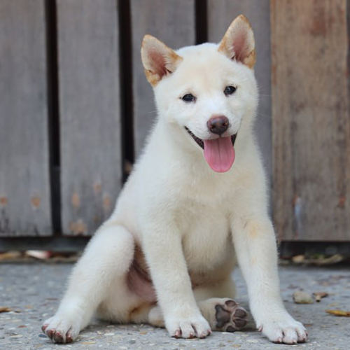 Chó Shiba con màu trắng kem đang ngồi, ảnh thật tại Chạm Pets