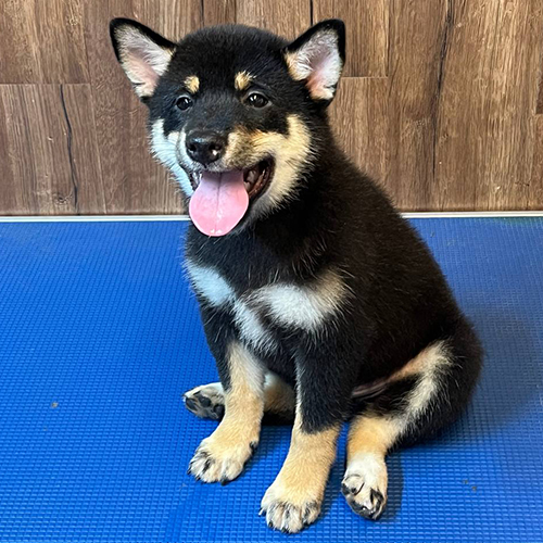 Chó Shiba đen vàng (black tan) 2 tháng đang ngồi, ảnh thật tại Chạm Pets