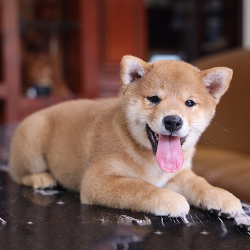 Chó Shiba Inu vàng con đang sẵn, ảnh & video thật tại Chạm Pets, bé cái mặt cười, lông vàng dày, dáng gọn lanh lợi
