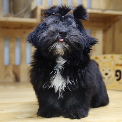 Chó Shih Tzu đen có mảng trắng trước ngực, lên hình rõ nét và cá tính (ảnh thật)