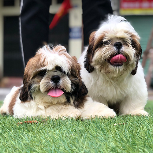 Đôi chó Shih Tzu con nâu trắng đang sẵn, le lưỡi đáng yêu trên thảm cỏ (ảnh thật)