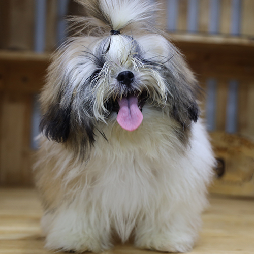 Chó Shih Tzu trắng kem lông bông, mặt hoa cúc lên ảnh sáng và dễ thương (ảnh thật)